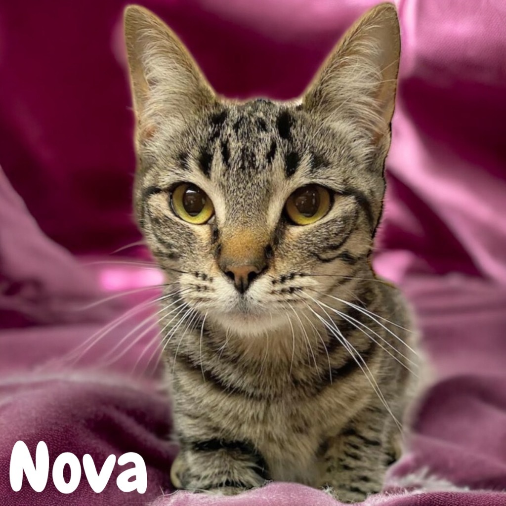 Nova (Nihachu), an adoptable Domestic Short Hair in Sorrento, LA, 70778 | Photo Image 1