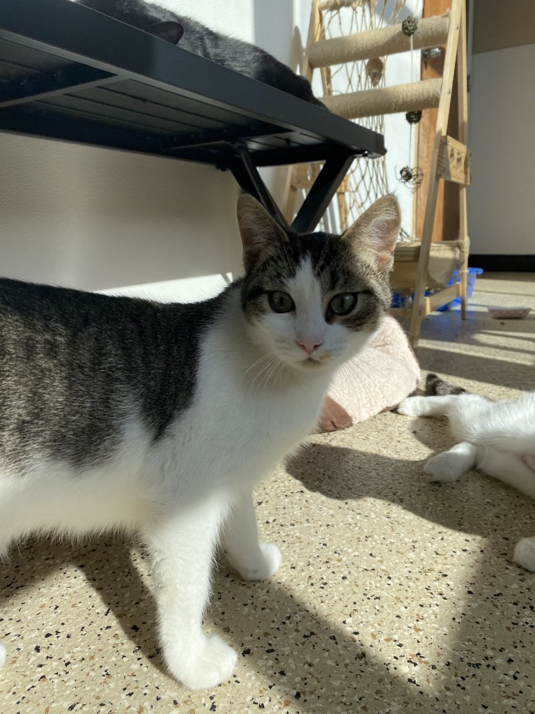 Lillah, an adoptable Domestic Short Hair in Newberg, OR, 97132 | Photo Image 1