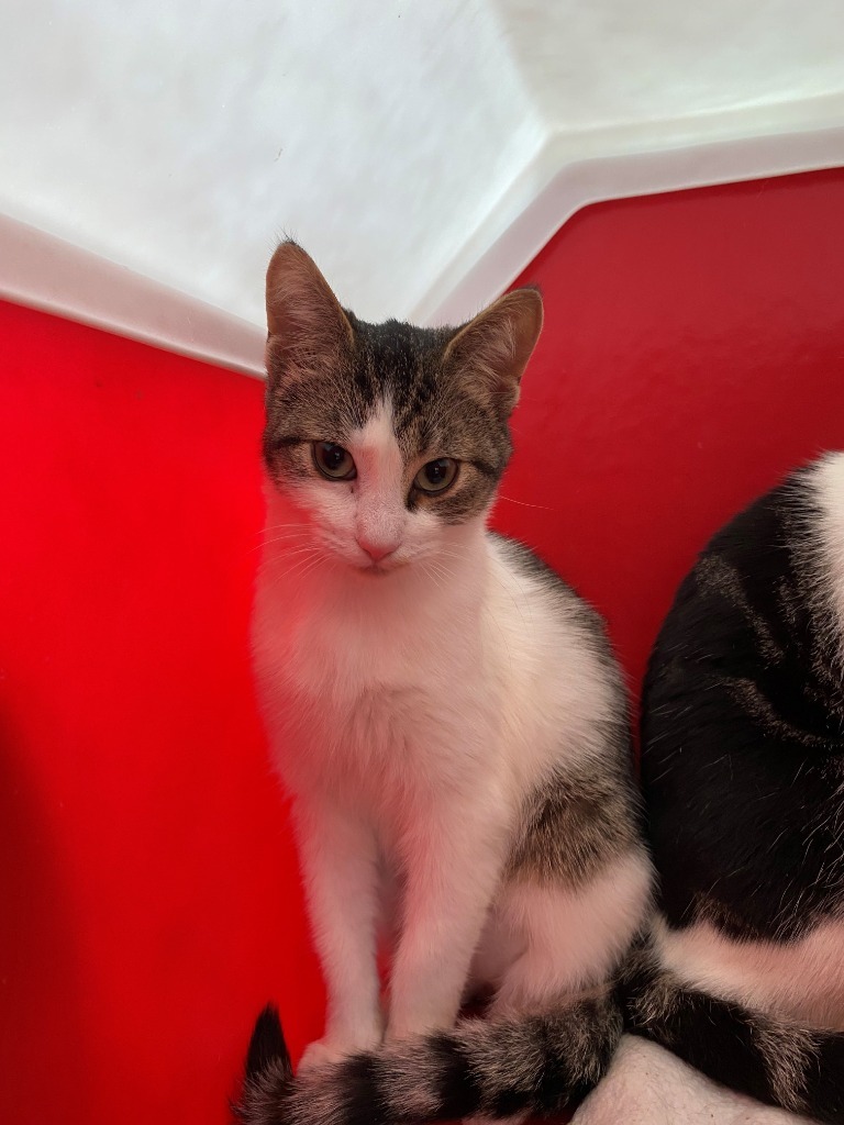 Lillah, an adoptable Domestic Short Hair in Newberg, OR, 97132 | Photo Image 2