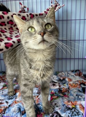 Rosy, Adult Female Domestic Short Hair
