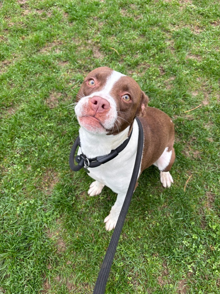 Zala