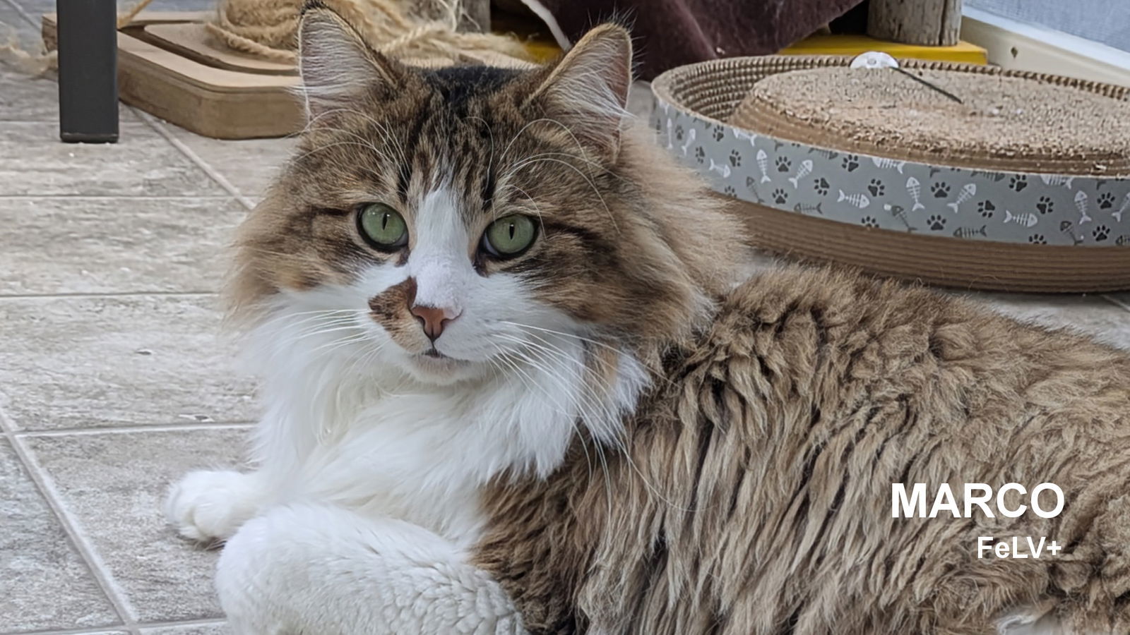 Marco