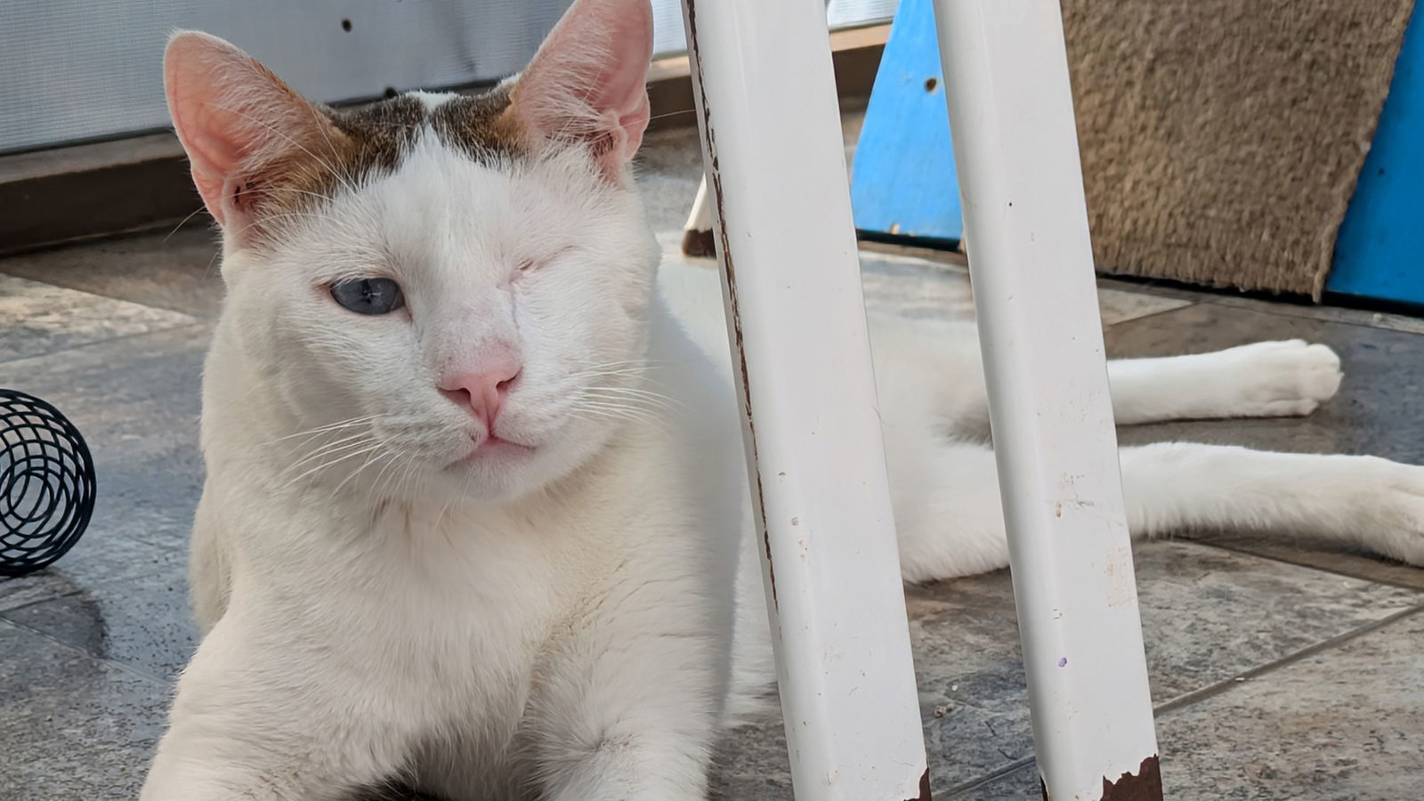 Ozzy II, an adoptable Domestic Short Hair in Santa Rosa, CA, 95404 | Photo Image 2