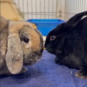 Zen / Peter, Adult Female Bunny Rabbit