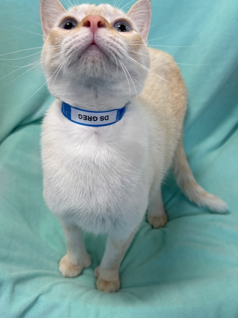 Greg, an adoptable Domestic Short Hair in Denham Springs, LA, 70726 | Photo Image 1