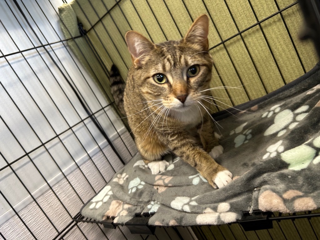 Bunny (PA) aka Mercury (MOM)