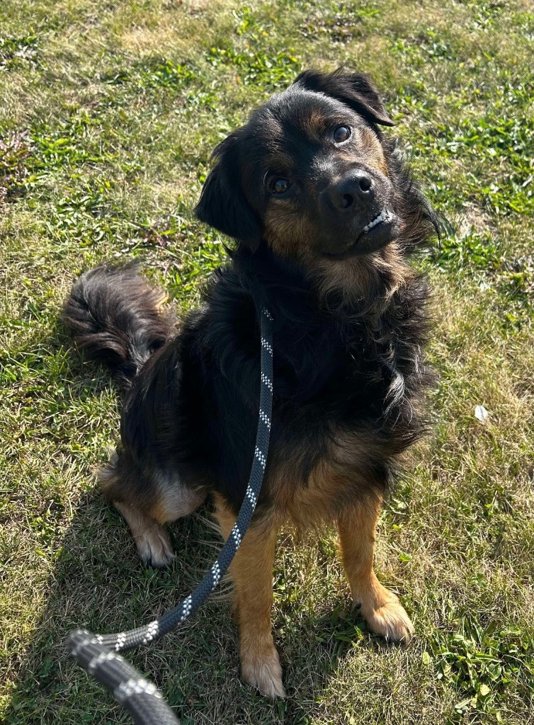 Jack, an adoptable Shepherd, Papillon in Lima, OH, 45807 | Photo Image 2