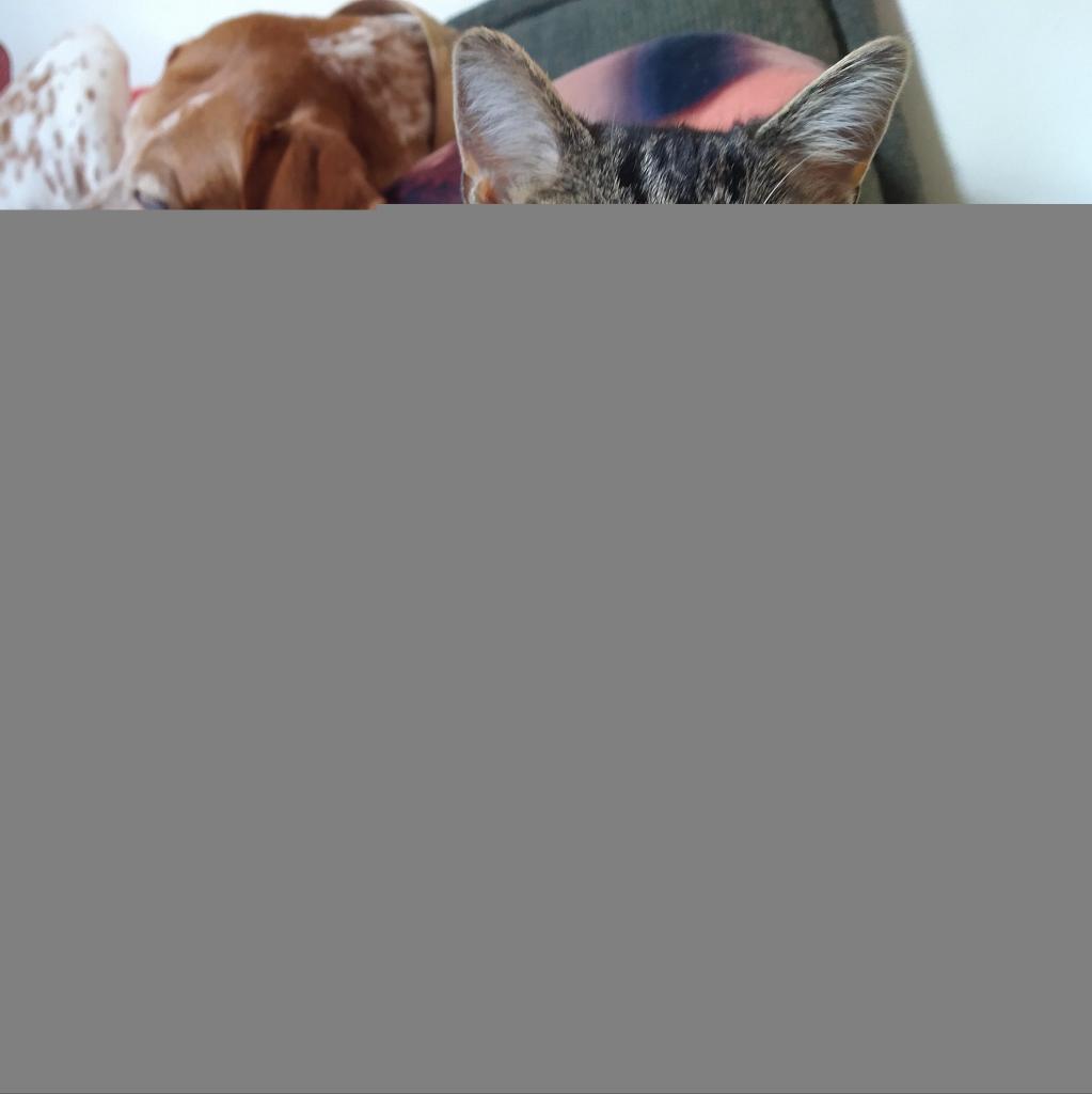 Princess Pepper
