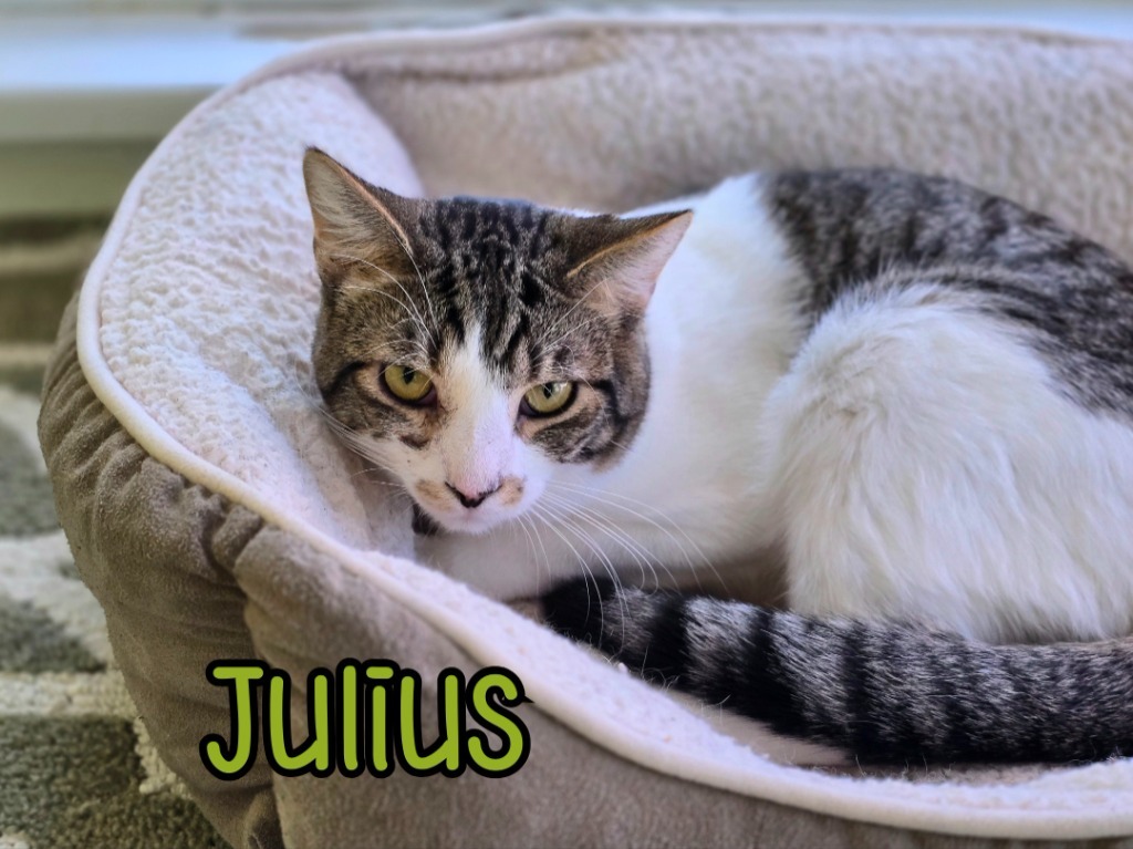Julius