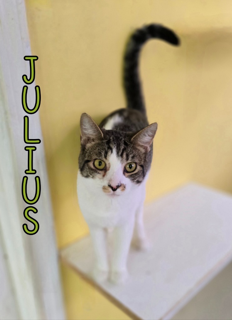 Julius