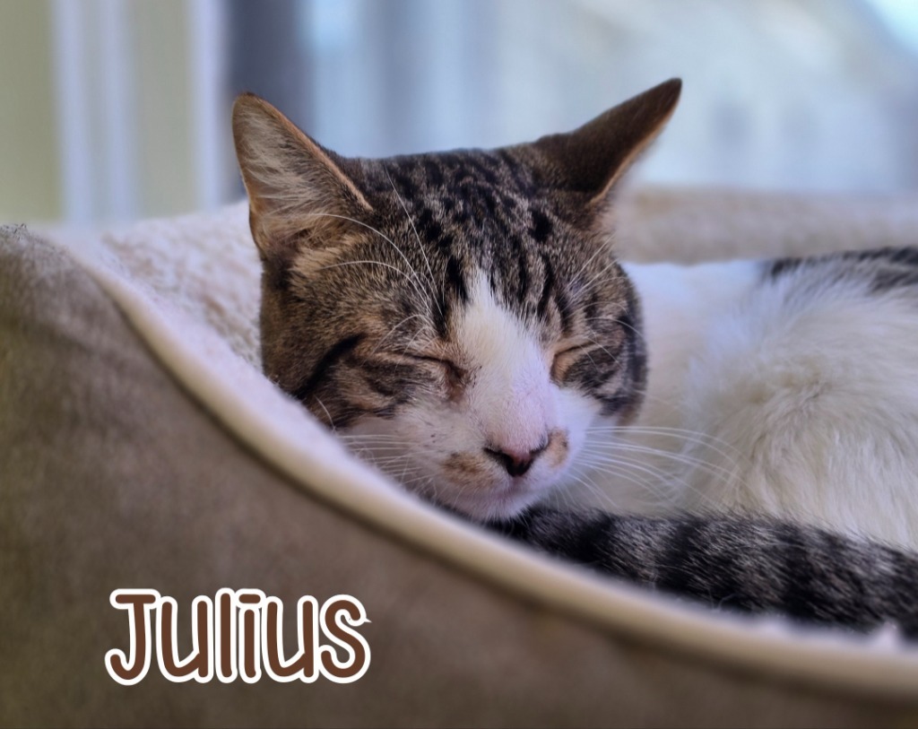 Julius