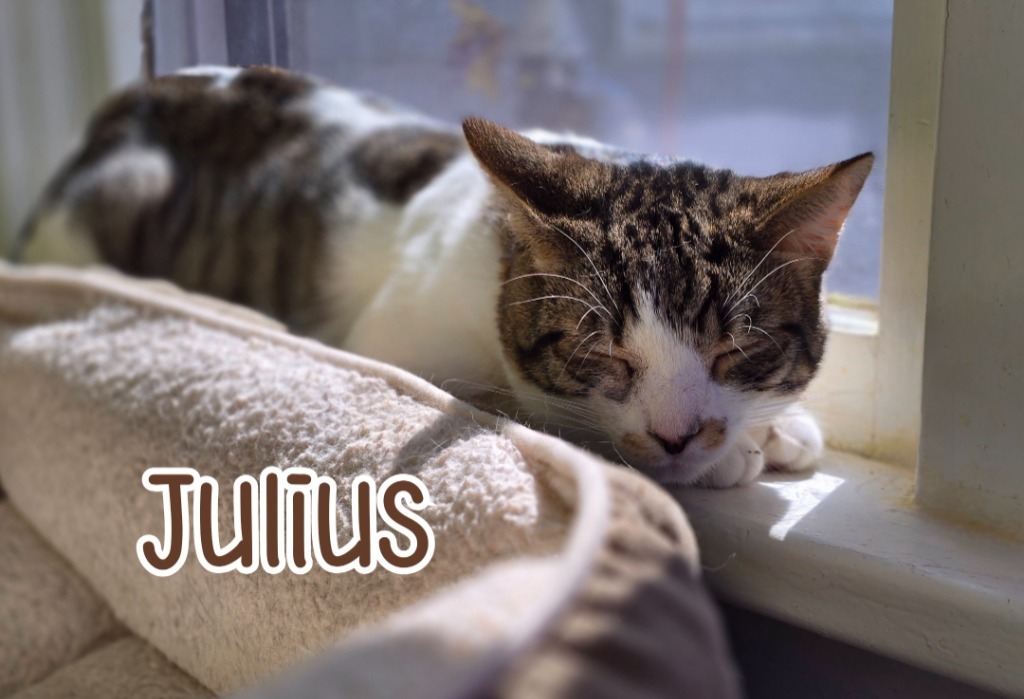 Julius