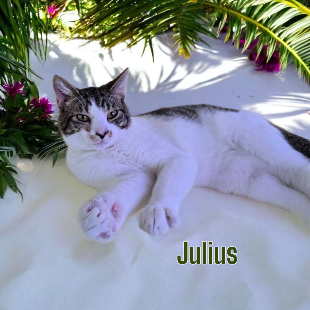 Julius