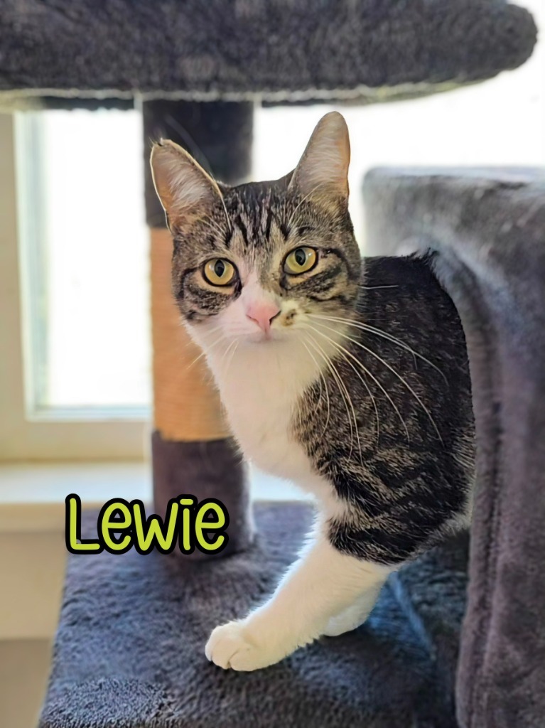 Lewie