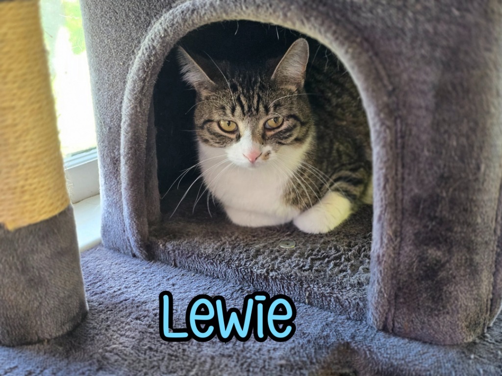 Lewie