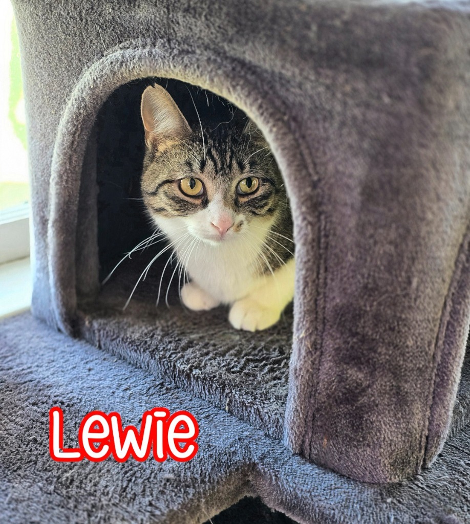 Lewie