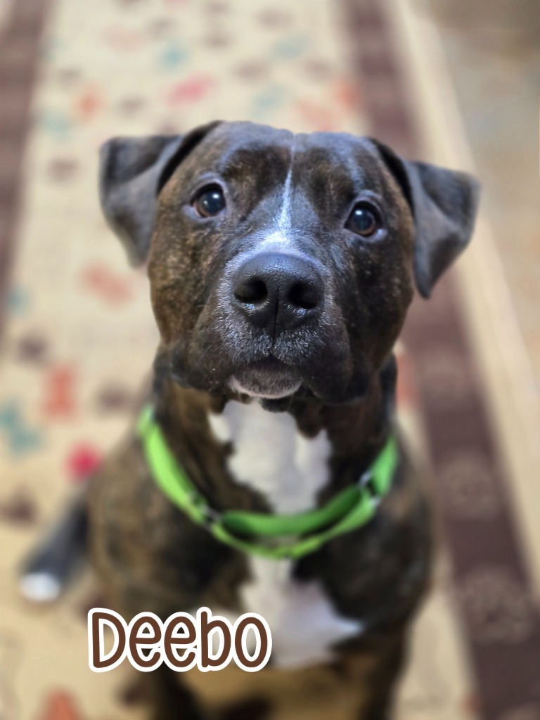 Deebo