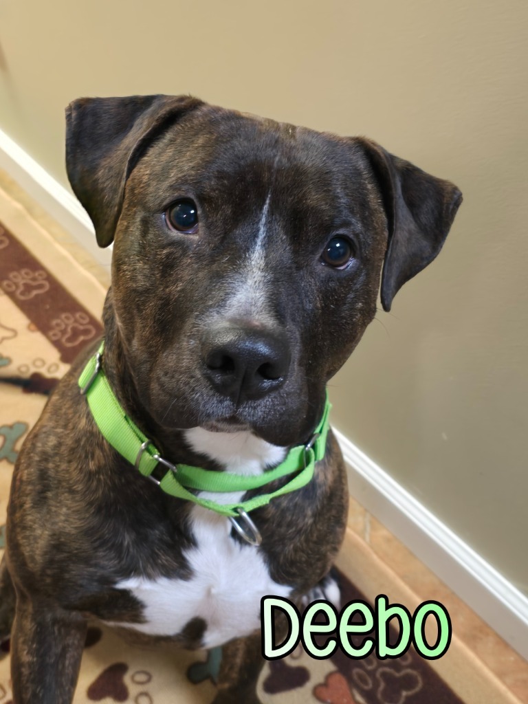 Deebo
