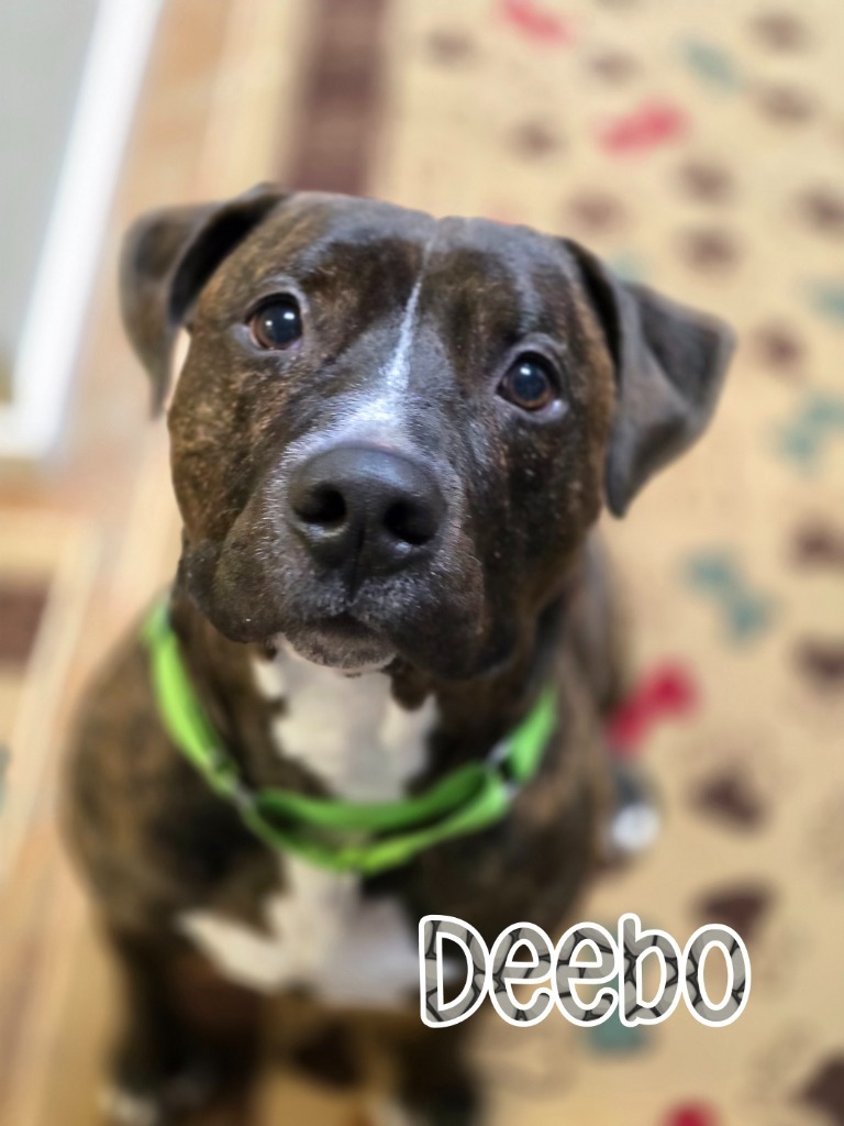 Deebo