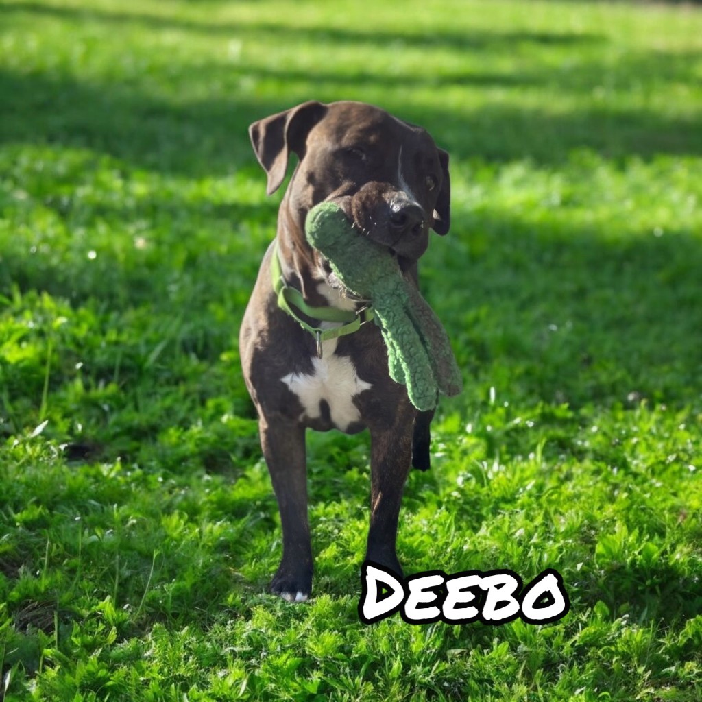 Deebo