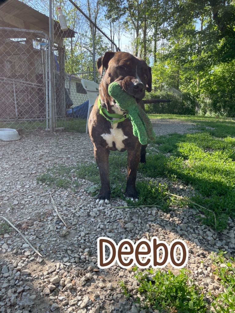 Deebo