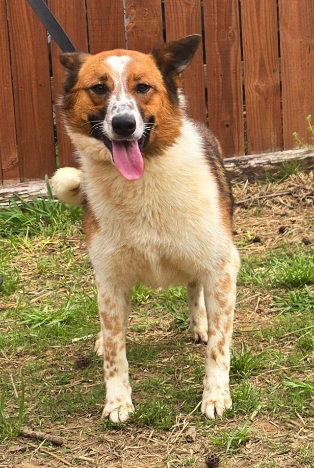250261 Sadie