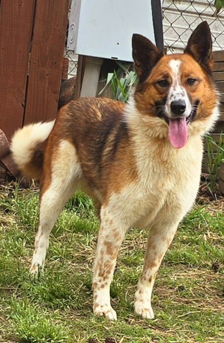 250261 Sadie