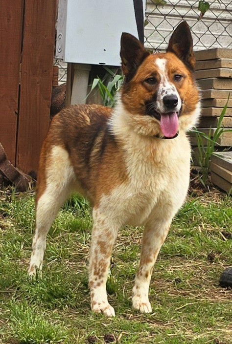 250261 Sadie