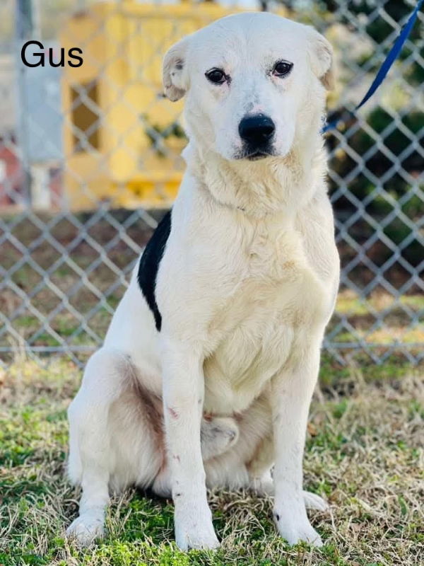 Gus