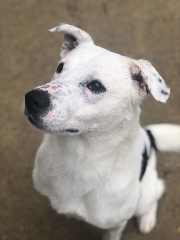 Gus