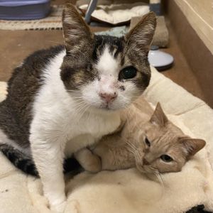 Chloe  Samuel Looking for a cozy home a sunny nap spot with humans who love them Chloe and Samue