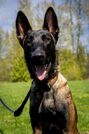Meet Cairo - Your Future Adventure Buddy Breed Belgian Malinois About Cairo Cairo is a smart ene