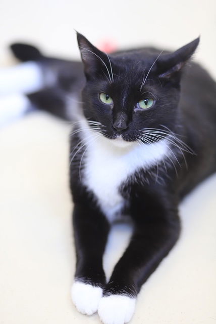 Ella, an adoptable Domestic Short Hair in Webster, WI, 54893 | Photo Image 1