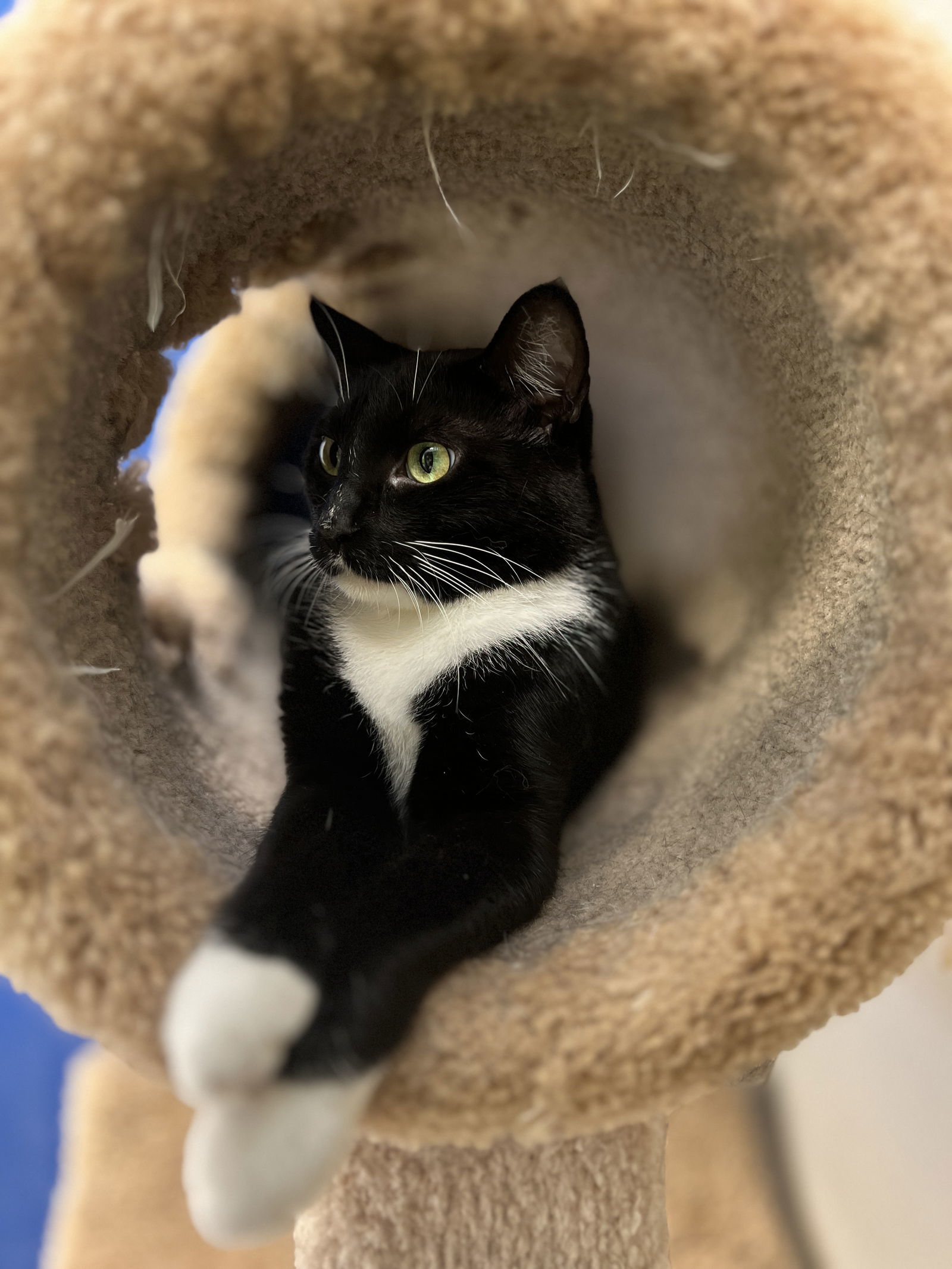 Ella, an adoptable Domestic Short Hair in Webster, WI, 54893 | Photo Image 2