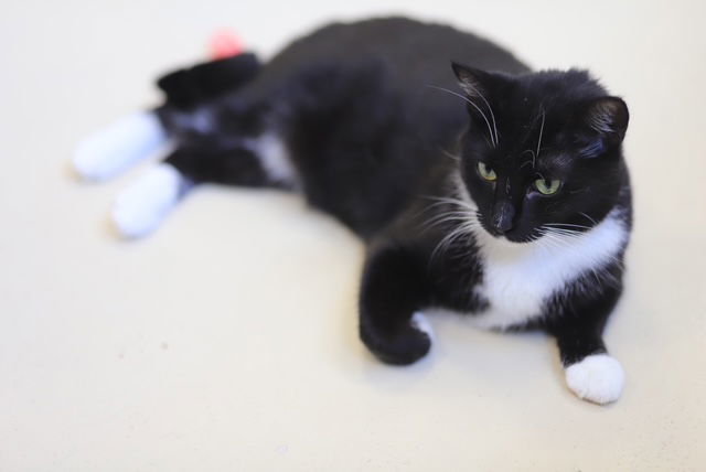 Ella, an adoptable Domestic Short Hair in Webster, WI, 54893 | Photo Image 3