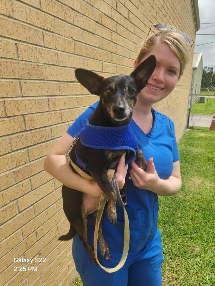 Tucker, an adoptable Dachshund, Chihuahua in Halifax, NS, B3J 3A5 | Photo Image 1