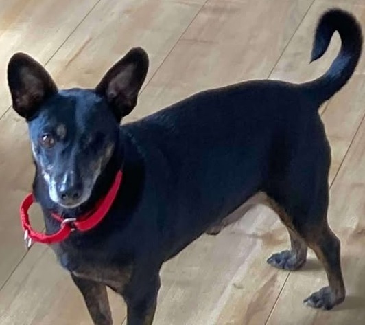 Tucker, an adoptable Dachshund, Chihuahua in Halifax, NS, B3J 3A5 | Photo Image 2