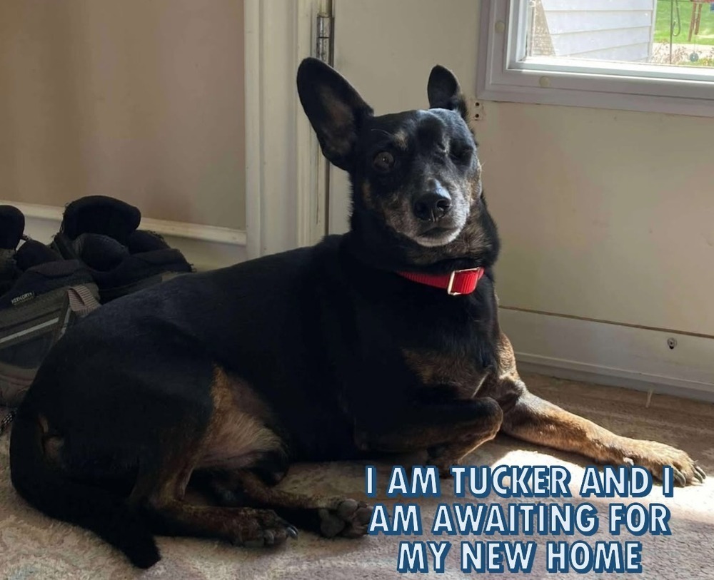 Tucker, an adoptable Dachshund, Chihuahua in Halifax, NS, B3J 3A5 | Photo Image 3