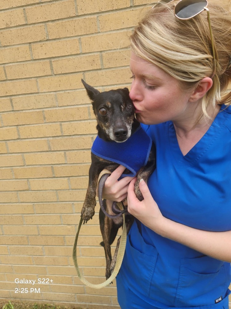 Tucker, an adoptable Dachshund, Chihuahua in Halifax, NS, B3J 3A5 | Photo Image 5