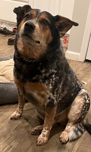 Bandit