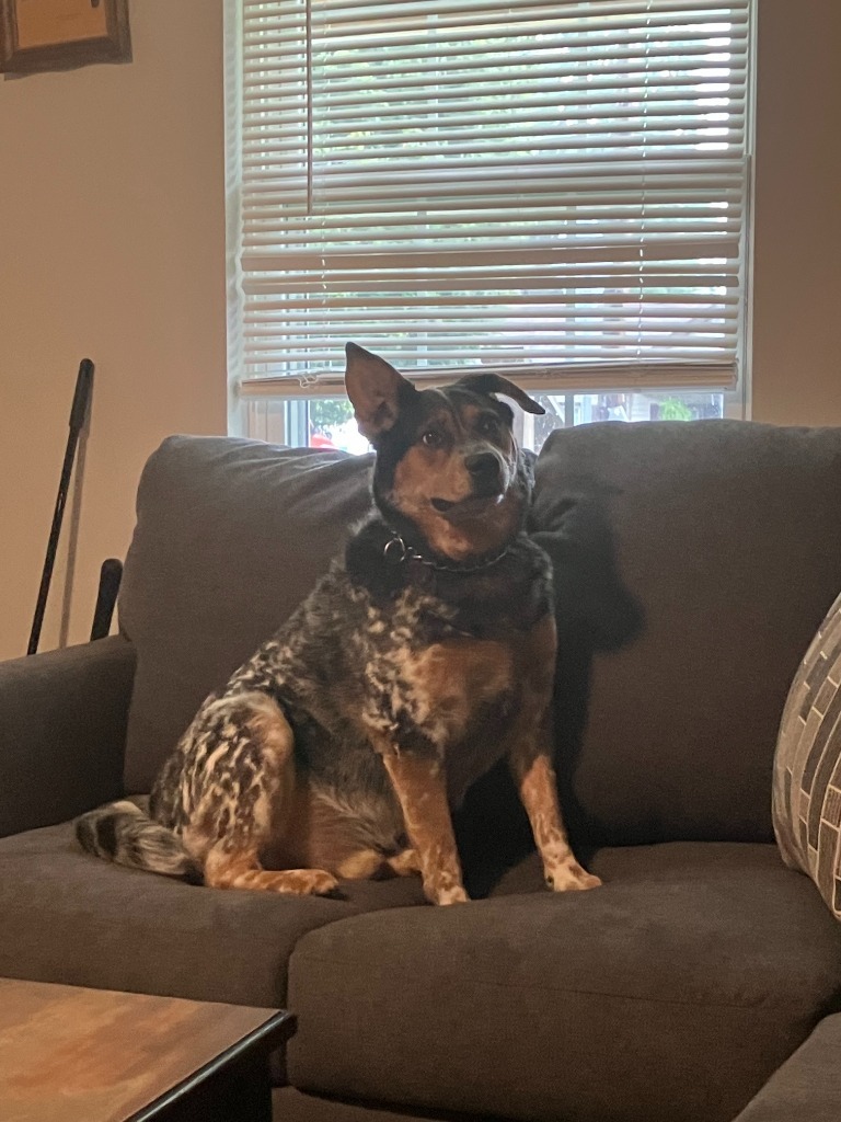 Bandit