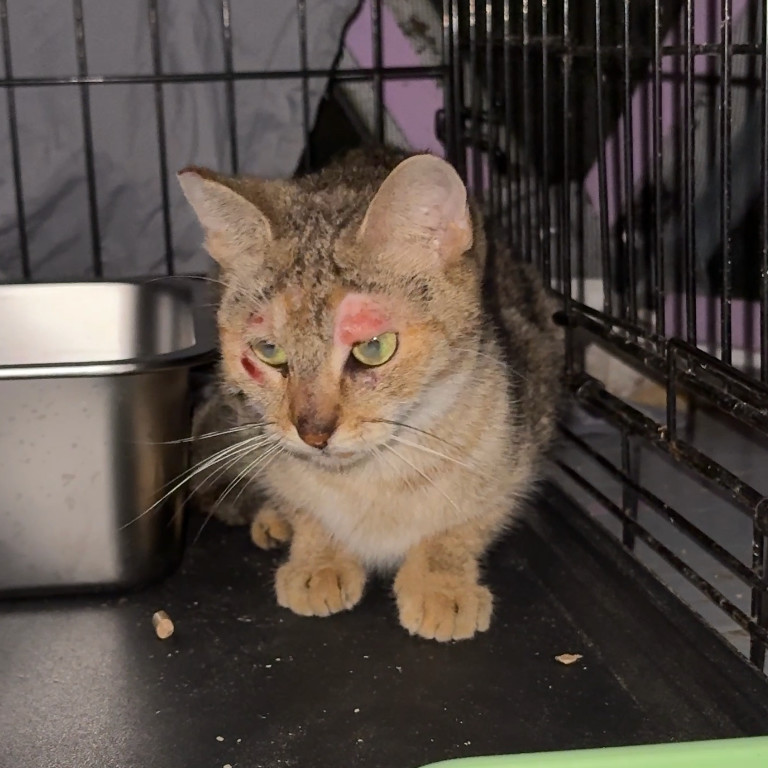Cheeky, an adoptable Domestic Short Hair in Pahoa, HI, 96778 | Photo Image 1