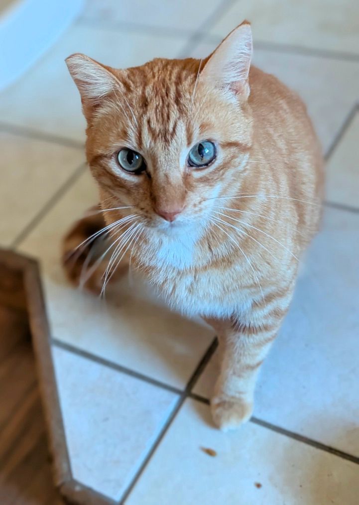 Mango
