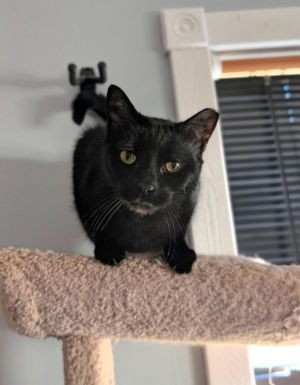 Savannah, Adult Female Domestic Short Hair