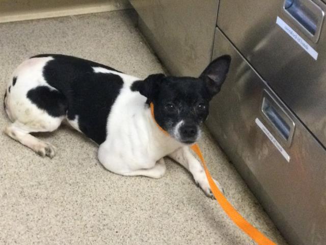 Dog