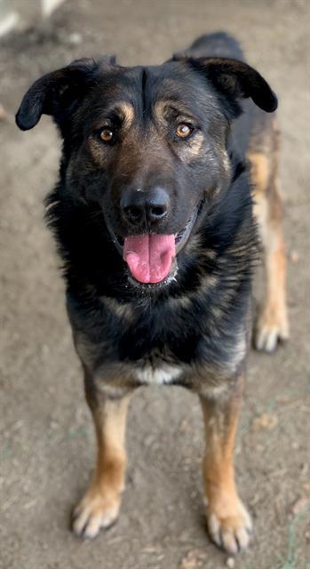Dog