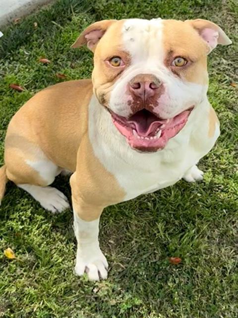 Dog