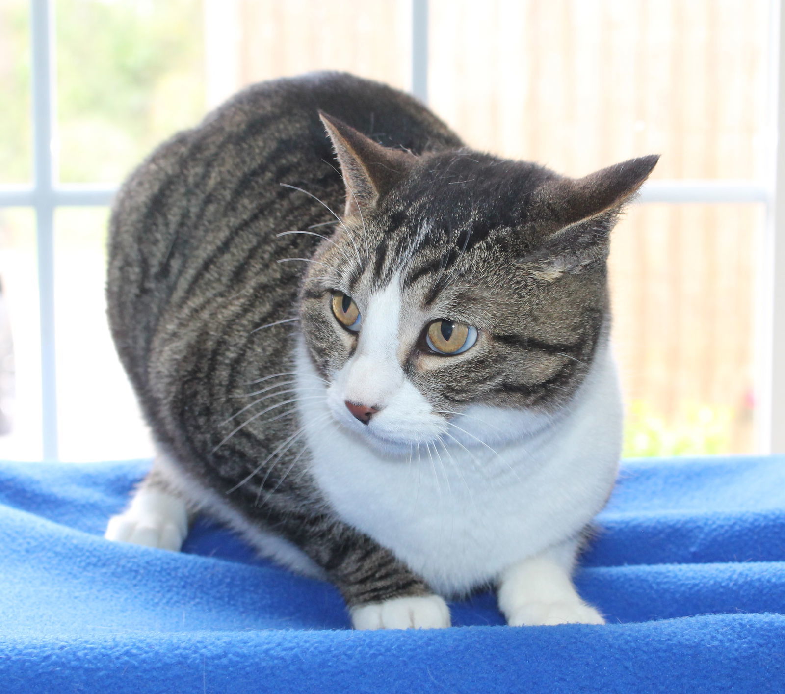 Annie Kitty - 41419
