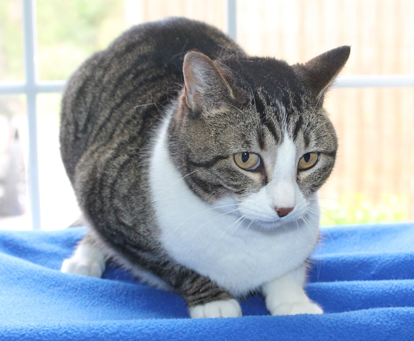 Annie Kitty - 41419