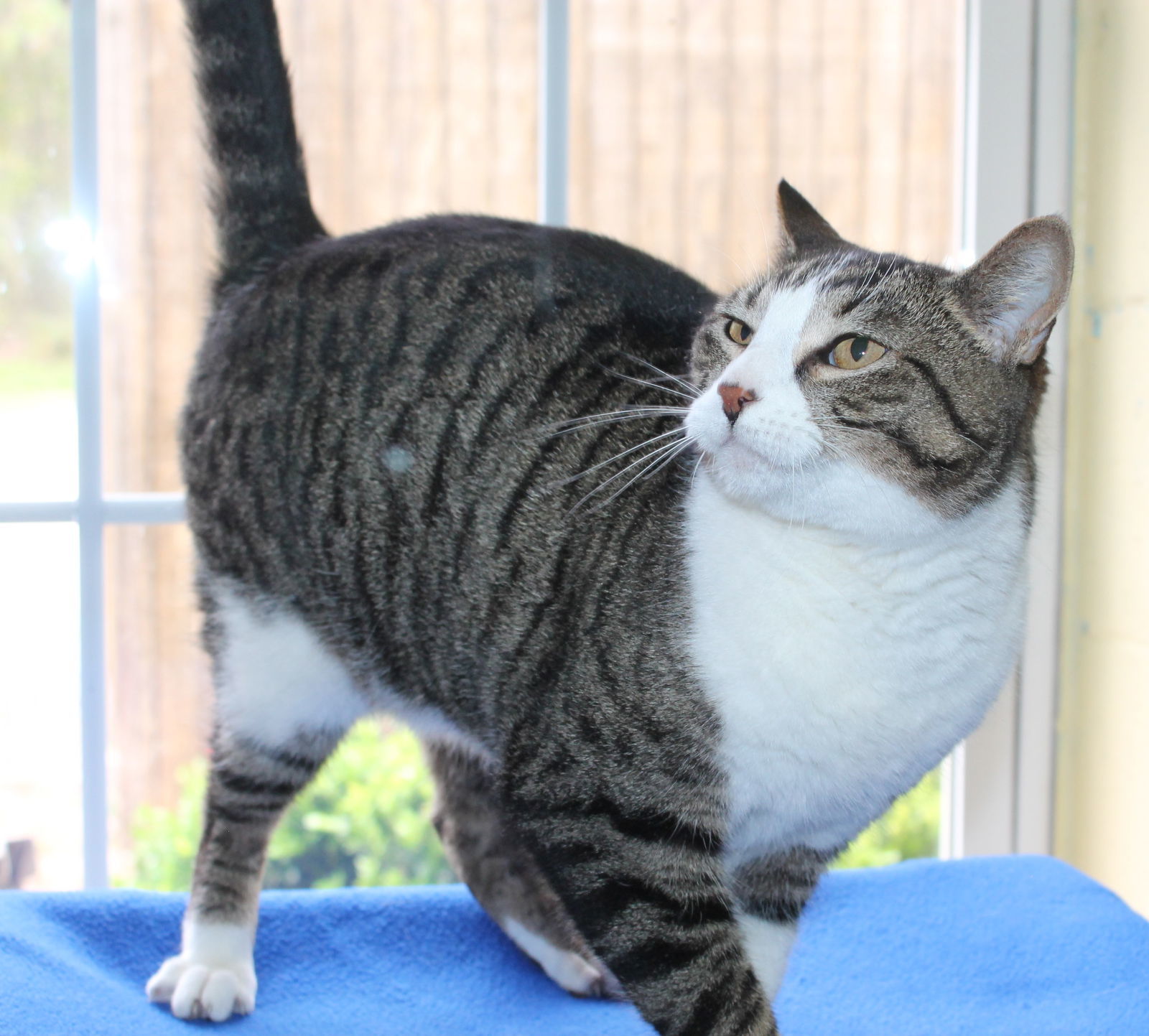 Annie Kitty - 41419